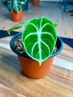 Alocasia Ninja, Ophalen of Verzenden, Overige soorten, Minder dan 100 cm