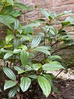 Viburnum davidii struik, Tuin en Terras, Ophalen, Overige soorten, Struik, Minder dan 100 cm