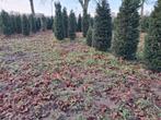 Taxus Baccata, Ophalen, Taxus, Haag, 100 tot 250 cm