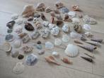 Schelpenverzameling 185 stuks, Ophalen of Verzenden