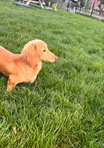 (Niet te koop) dwerg dekreu cream teckel, Dieren en Toebehoren, Rabiës (hondsdolheid), Reu, 1 tot 2 jaar, Dwerg