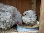 2 x Cochin krul hen, Dieren en Toebehoren, Pluimvee, Vrouwelijk, Kip