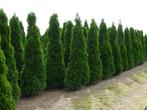Thuja Smaragd, Tuin en Terras, Planten | Struiken en Hagen, Ophalen, Conifeer, 100 tot 250 cm