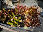 Sarracenia Purpurea Vleesetende plant, Tuin en Terras, Planten | Tuinplanten, Zomer, Vaste plant, Ophalen, Volle zon