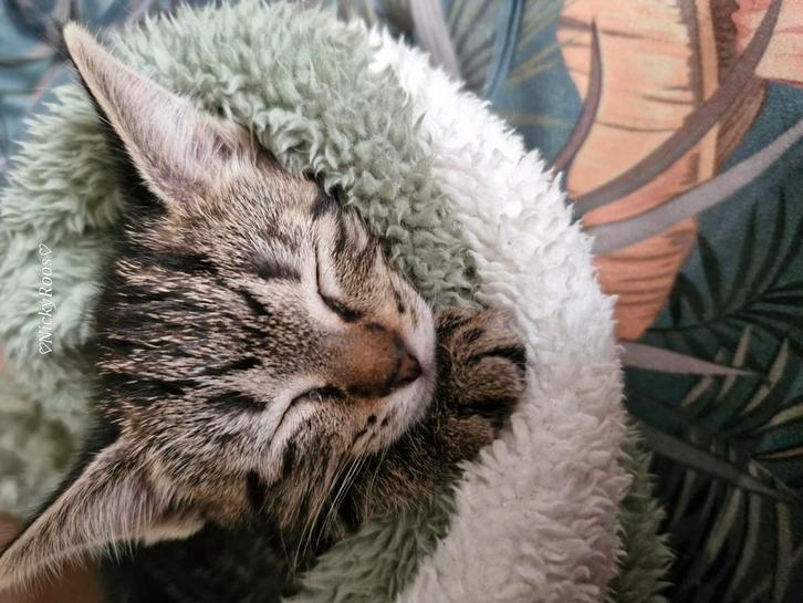 Super lieve kittens te koop! Tijgertje en zwarte, Dieren en Toebehoren, Katten en Kittens | Overige Katten, Kortharig, Meerdere dieren