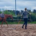 Horsemanship grondwerk les, Diensten en Vakmensen, Dieren | Paarden | Verzorging, Oppas en Les