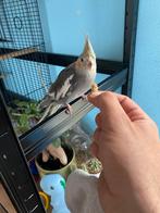 Vermist, Dieren en Toebehoren, Vogels | Parkieten en Papegaaien, Vrouwelijk, Parkiet