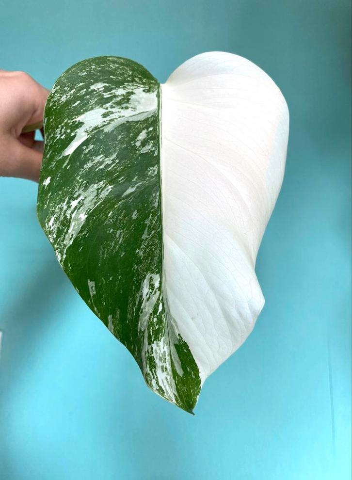 Topkwaliteit Half Moon witte Monstera Albo Variegata stek, Huis en Inrichting, Kamerplanten, Overige soorten, Minder dan 100 cm