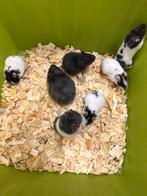 Baby goudhamsters, Dieren en Toebehoren, Hamster, November, Meerdere dieren, Tam