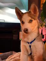 Lieve, energieke Husky pup (5 maanden)zoekt een passend huis, Dieren en Toebehoren, 15 weken tot 1 jaar, Reu, Eén hond, Nederland