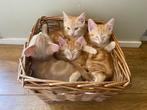 Mooie kittens Maincoon x Europese korthaar rood en crème, Poes, Ontwormd