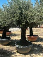 Olijfboom stam 80/100,  Tarrina 160Lt ,,PROMO”, Tuin en Terras, 100 tot 250 cm, Olijfboom, Zomer, Ophalen