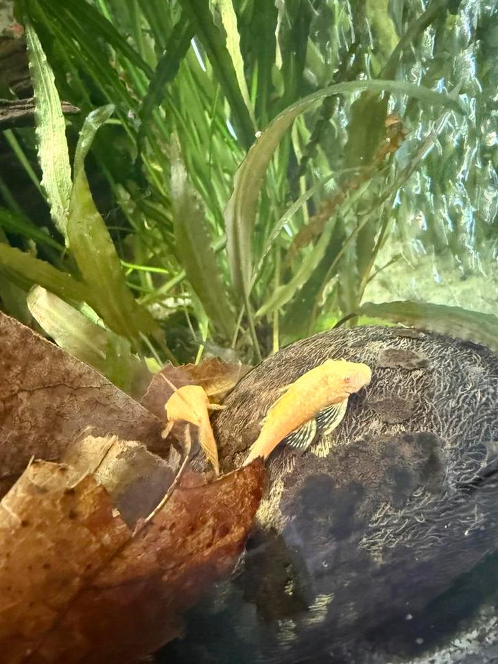 (uitverkocht) Jonge Borstelneus Ancistrus L144, Dieren en Toebehoren, Vissen | Aquariumvissen, Zoetwatervis, Vis