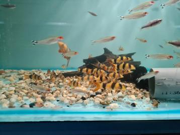 Clown botia, clown botia's, Chromobotia Macracanthus beschikbaar voor biedingen