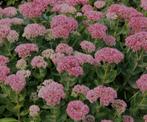 Sedum Spectabile Brilliant - Hemelsleutel, Ophalen, Zomer, Vaste plant, Overige soorten