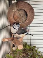 Ivm stoppen van deze soort 3 bichenow astildes 2025 te koop, Dieren en Toebehoren, Vogels | Overige Vogels, Meerdere dieren, Geringd