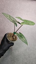 Alocasia Boyceana Shattered Glass, Ophalen of Verzenden, Halfschaduw, Minder dan 100 cm