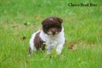 Boomer puppy’s – liefdevol opgevoed,, Dieren en Toebehoren, Honden | Chihuahua's en Gezelschapshonden, CDV (hondenziekte), Overige rassen