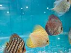Yellow Checkerboard Discus, Symphysodon Discus, Vis, Zoetwatervis