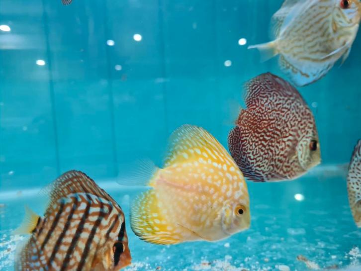 Yellow Checkerboard Discus, Symphysodon Discus, Dieren en Toebehoren, Vissen | Aquariumvissen, Zoetwatervis, Vis