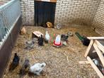 Zijdehoen usa, Dieren en Toebehoren, Pluimvee, Meerdere dieren, Kip