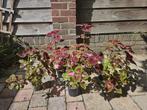 Coleus / Siernetel planten, Ophalen, Zomer, Overige soorten, Volle zon