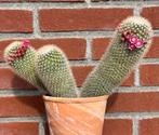 Cactus bloeiende, Huis en Inrichting, Kamerplanten, Ophalen, Cactus, Volle zon, Minder dan 100 cm