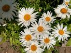 Margriet "Dwarf Snow Lady" zaden, Verzenden, Zaad