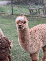 alpaca, Dieren en Toebehoren, Overige Dieren, Mannelijk