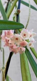 Hoya Shepherdii, In pot, Minder dan 100 cm, Bloeiende kamerplant, Halfschaduw