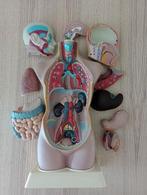 Torso anatomisch model biologie met hoofd en organen, Ophalen, Zo goed als nieuw
