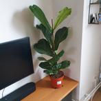 Ficus Lyrata, Verzenden, Overige soorten, Volle zon