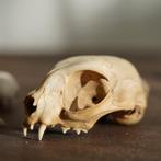 Set van 3 skeletten, Ophalen of Verzenden, Beeldje of Figuurtje