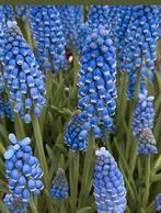 Blauwe Druifjes, Ophalen of Verzenden, Voorjaar, Volle zon, Zaad