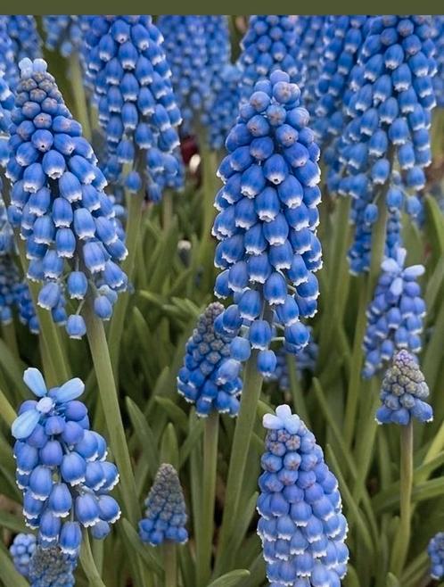 Blauwe Druifjes, Tuin en Terras, Bloembollen en Zaden, Zaad, Voorjaar, Volle zon, Ophalen of Verzenden