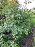 Cornus controversa, Ophalen, Halfschaduw, Overige soorten, 100 tot 250 cm