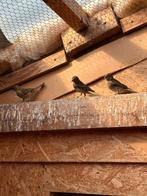 3 Jonge Kanaries geringd 2025, Dieren en Toebehoren, Vogels | Kanaries, Meerdere dieren, Kleurkanarie