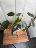 Alocasia Azlanii 3 planten, Ophalen of Verzenden, Overige soorten, Halfschaduw, Minder dan 100 cm