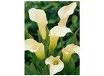 witte calla, Ophalen of Verzenden, Voorjaar, Volle zon, Bloembol