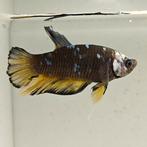 Betta splendens man 34, Dieren en Toebehoren, Vissen | Aquariumvissen, Vis