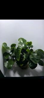 Anubias "coin leaf" stekken, Dieren en Toebehoren, Vissen | Aquaria en Toebehoren, Ophalen of Verzenden, Nieuw, Plant(en), Steen of Hout