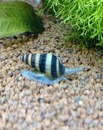 Anatome helena slakken ( slak etende slak), Dieren en Toebehoren, Vissen | Aquariumvissen, Slak of Weekdier