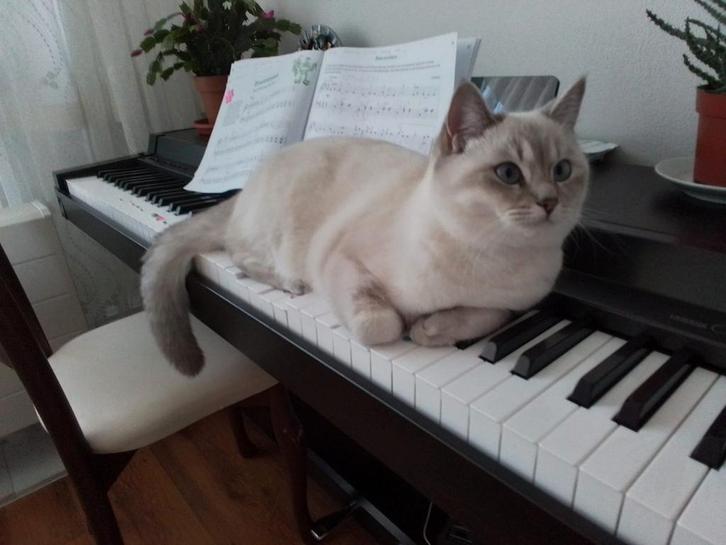 British shorthair, Dieren en Toebehoren, Katten en Kittens | Raskatten | Korthaar