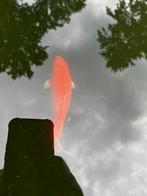 Benigoi, Dieren en Toebehoren, Vissen | Vijvervissen, Karper of Koi