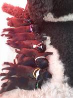Bernedoodle puppy's., Parvo, 8 tot 15 weken, Meerdere, Meerdere dieren