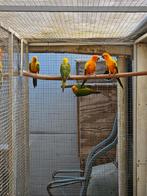 Oranje zonparkieten, Dieren en Toebehoren, Vogels | Parkieten en Papegaaien, Meerdere dieren, Parkiet, Geringd