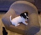 Jack russell pup nog 1 beschikbaar, Dieren en Toebehoren, Honden | Jack Russells en Terriërs, Jack Russell Terriër, Reu, 8 tot 15 weken