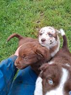 Nog 3 Australian sherperd x labrador x berner sennen, Dieren en Toebehoren, Honden | Niet-rashonden, 8 tot 15 weken, Groot, Meerdere