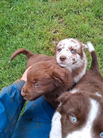 Nog 2 Australian sherperd x labrador x berner sennen beschikbaar voor biedingen
