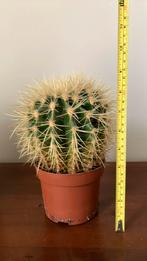 Leuke cactus zoekt een nieuw huisje, Cactus, Ophalen